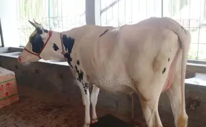 Cow number 1338 for sale.