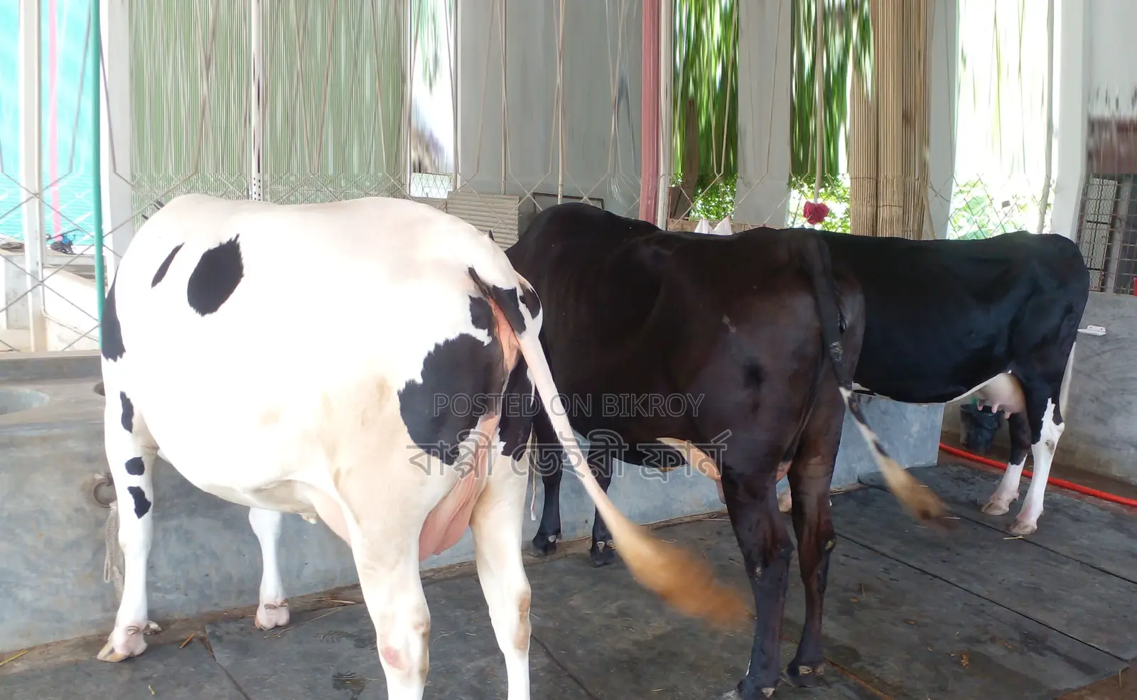 1339 No. 3 cows for sale.