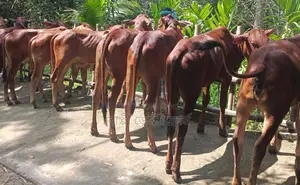 1340 No. 8 selected heifers for sale.