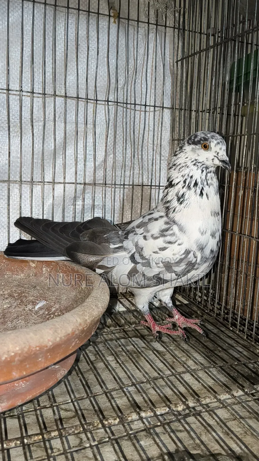 Pigeon Sale