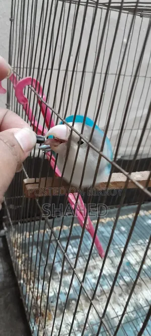 Love Bird (Blue Fisher)
