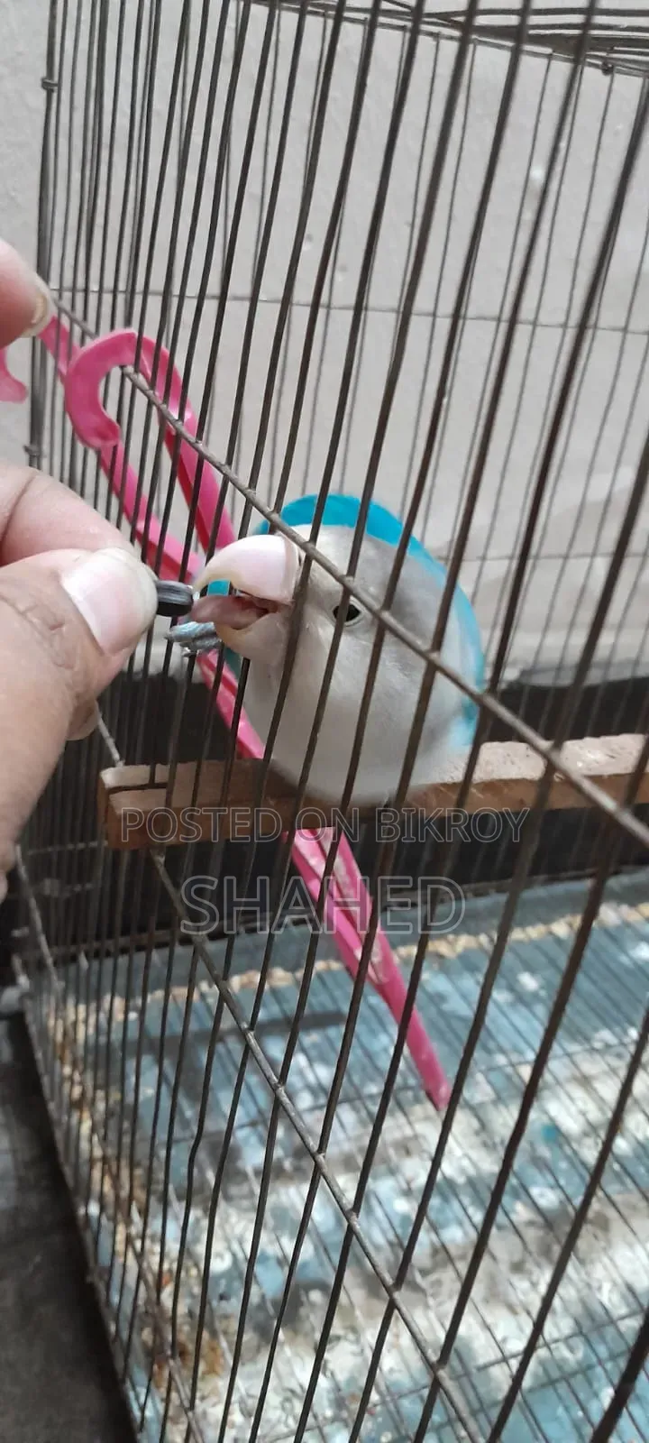 Love Bird (Blue Fisher)
