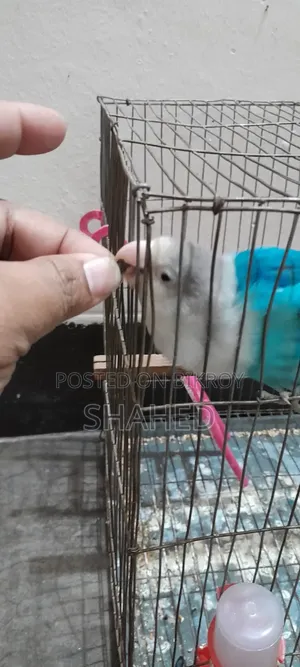 Love Bird (Blue Fisher)