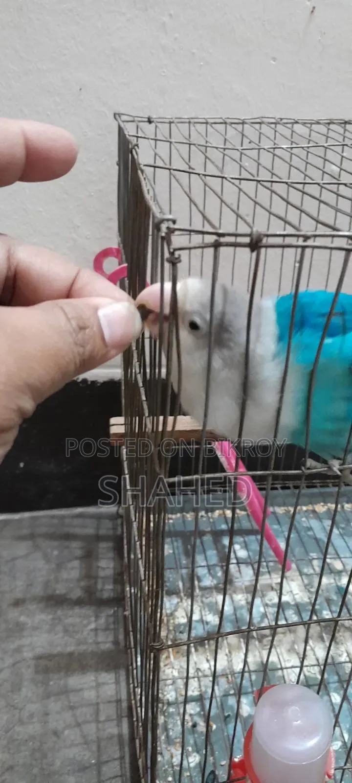 Love Bird (Blue Fisher)