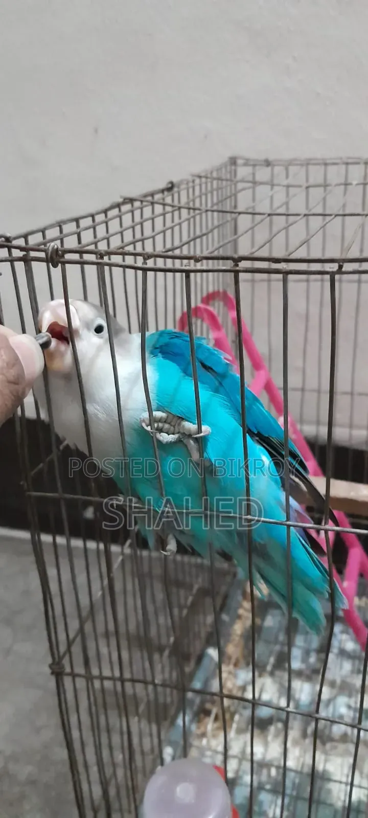 Love Bird (Blue Fisher)