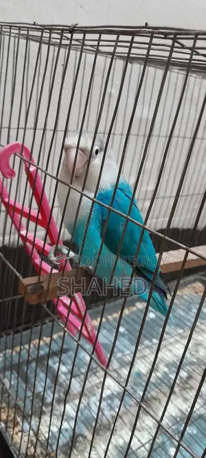 Love Bird (Blue Fisher)