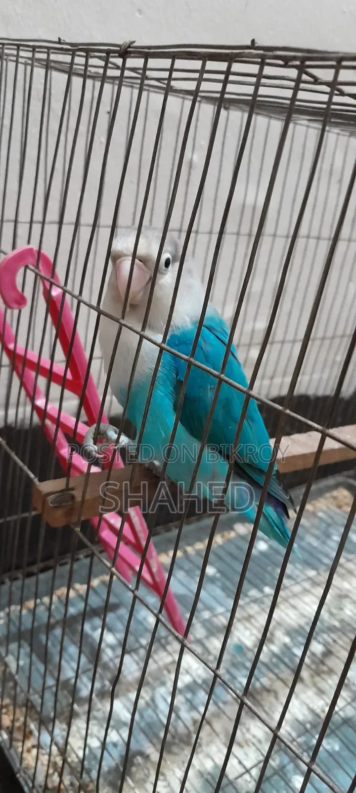 Love Bird (Blue Fisher)