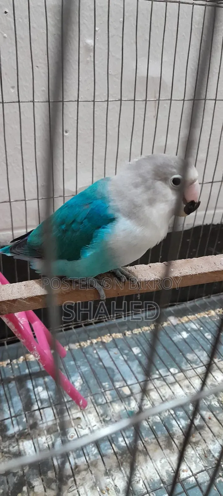 Love Bird (Blue Fisher)
