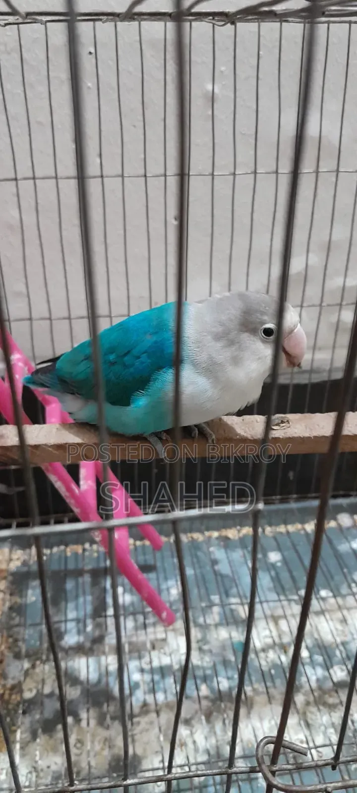 Love Bird (Blue Fisher)