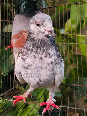 রানিং কবুতর।