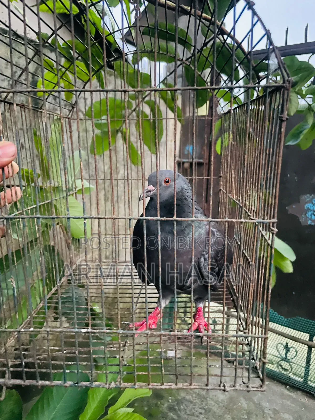 রানিং কবুতর।