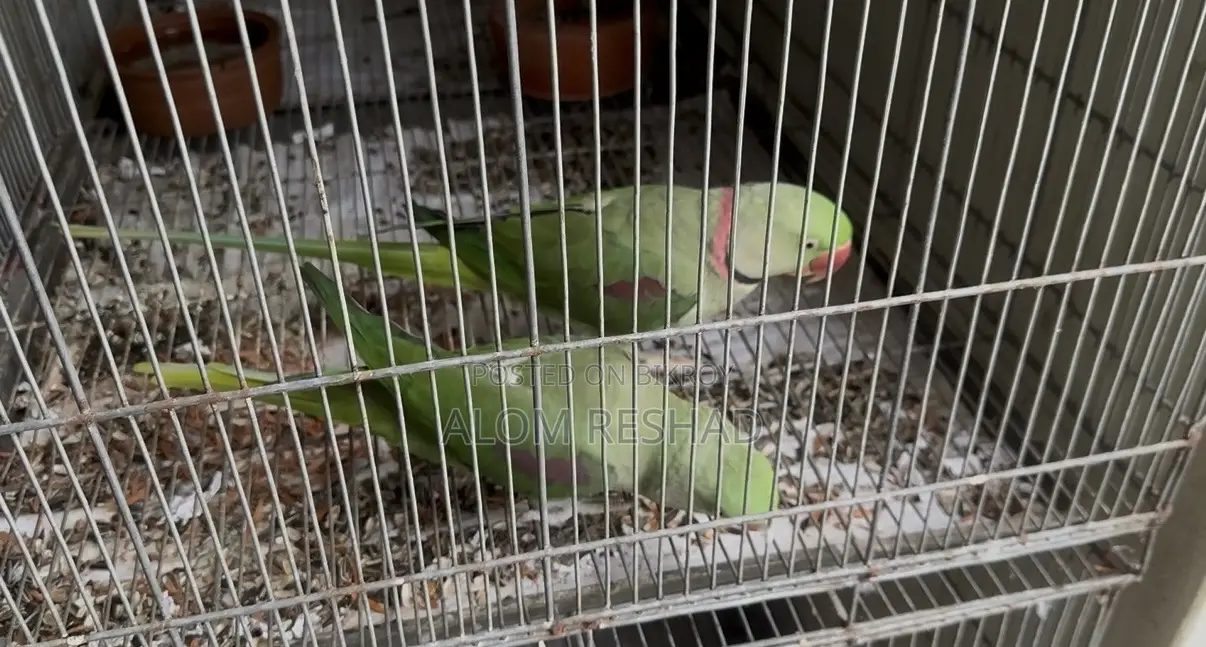 Alexandrine Parakeet Pair
