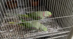 Alexandrine Parakeet Pair