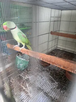 Alexandrine Parakeet Pair