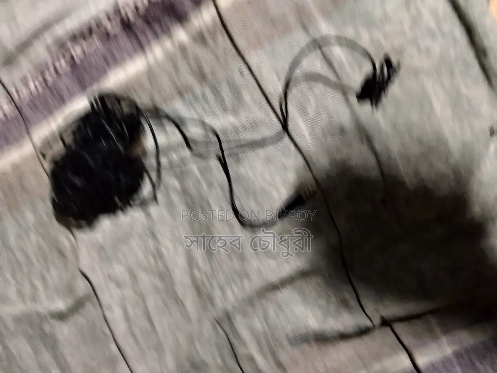 Recording Earphone