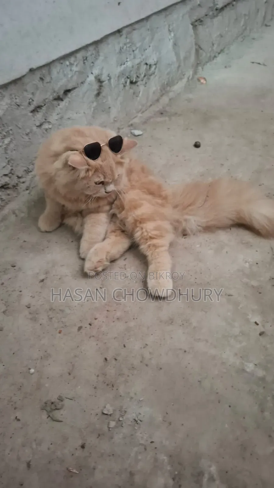 1-3 months Male Purebred Persian