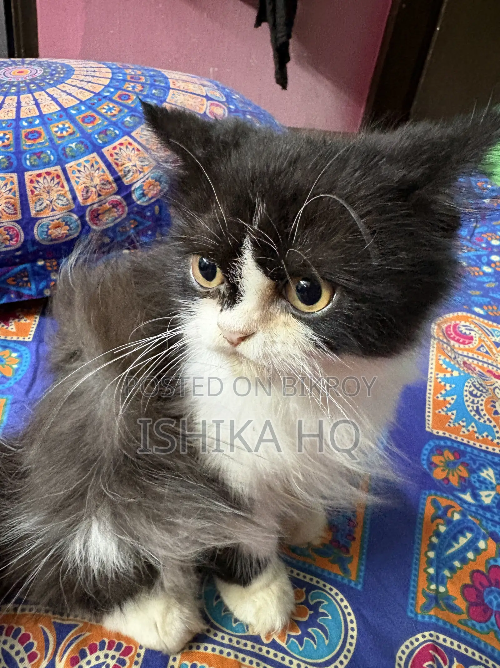 3-6 Months Female Purebred Exotic