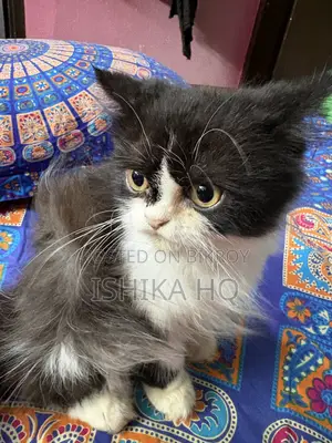 3-6 months Female Purebred Exotic
