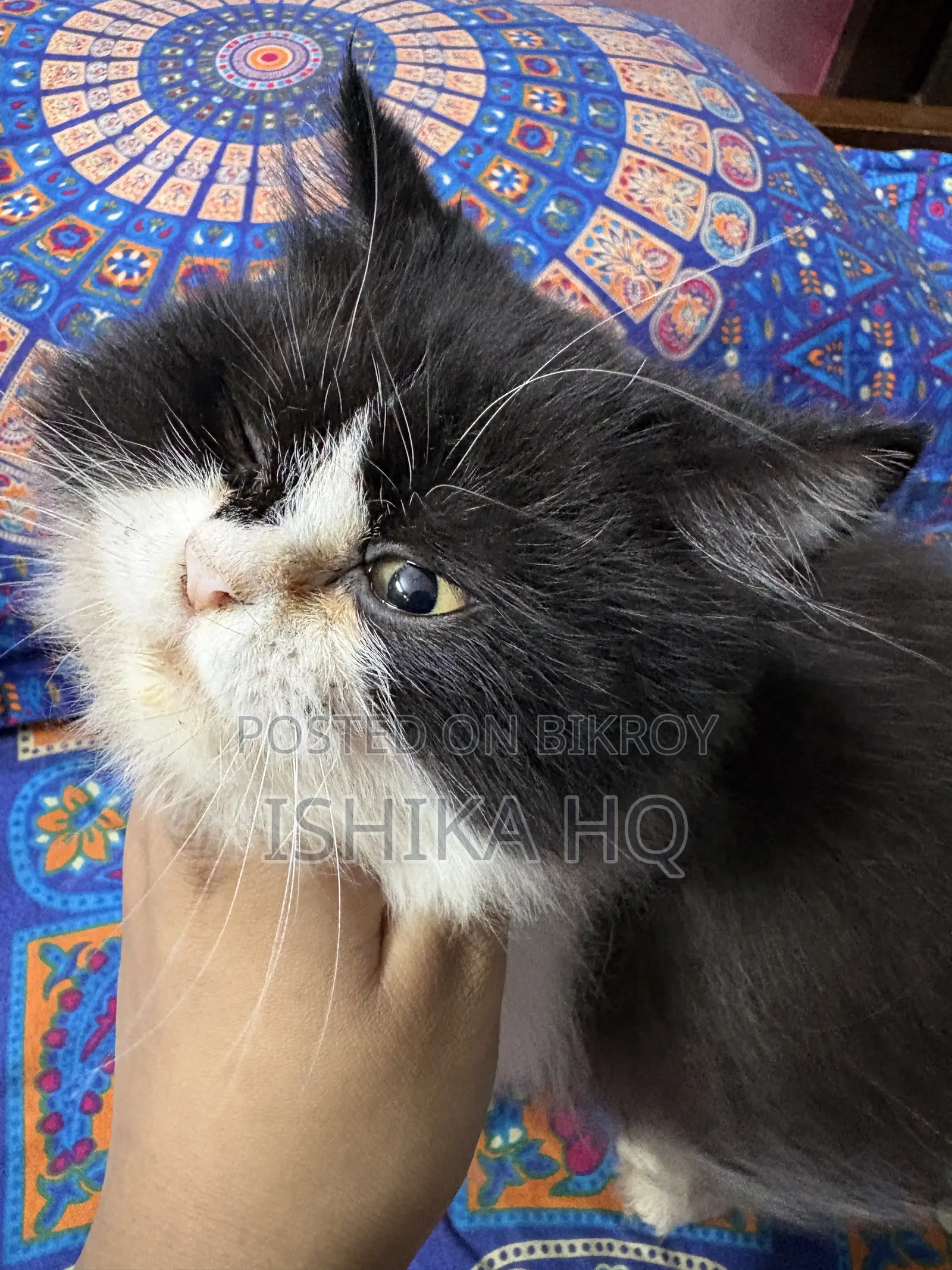 3-6 Months Female Purebred Exotic