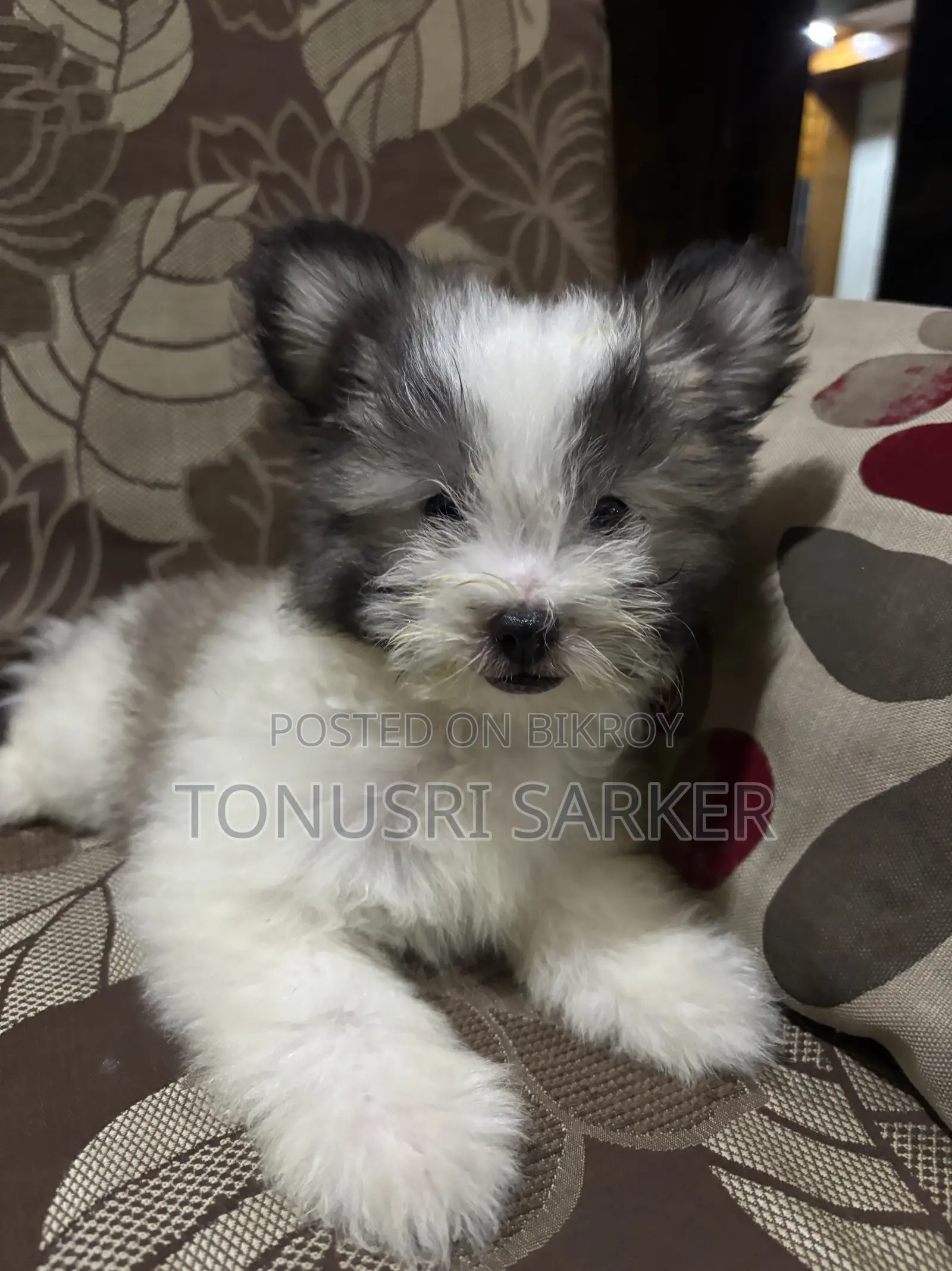 1-3 Months Female Purebred Lhasa Apso
