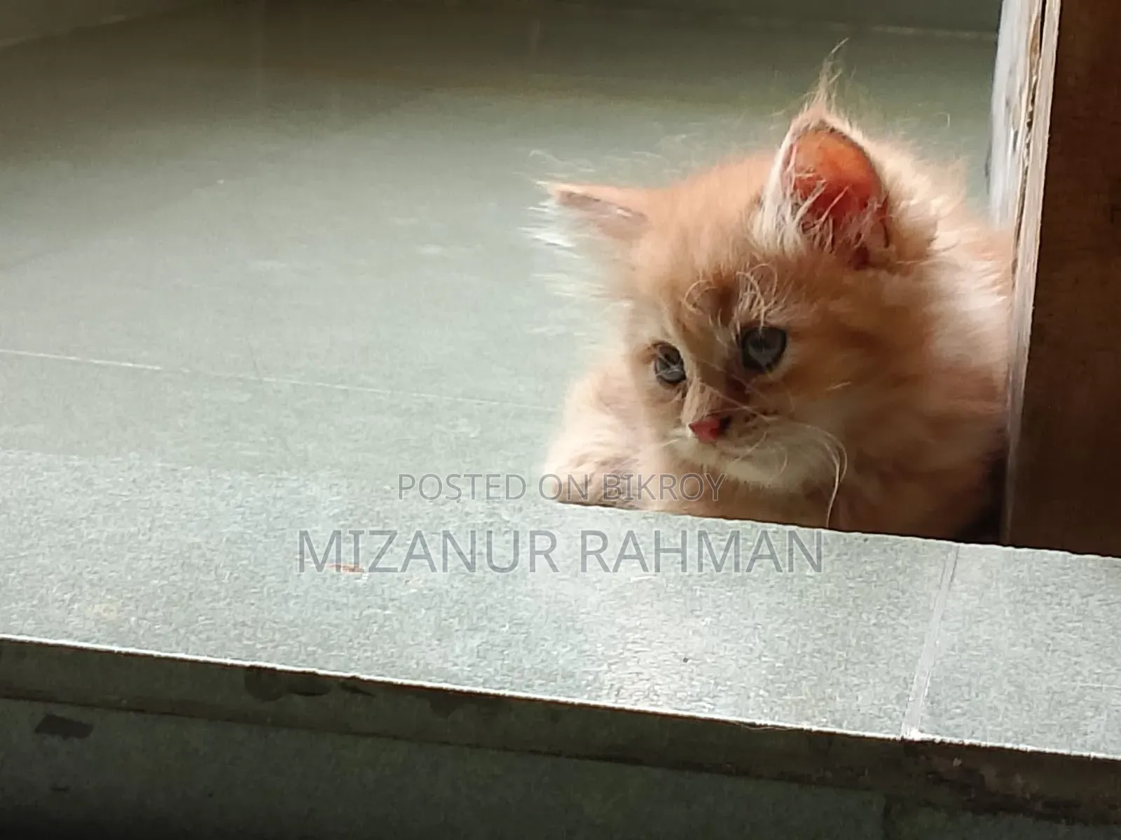 1-3 Months Female Purebred Persian