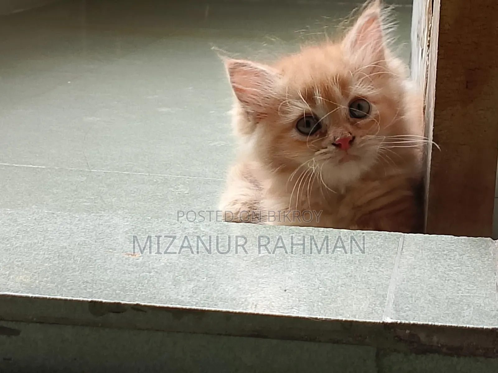 1-3 Months Female Purebred Persian