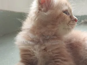 1-3 Months Female Purebred Persian