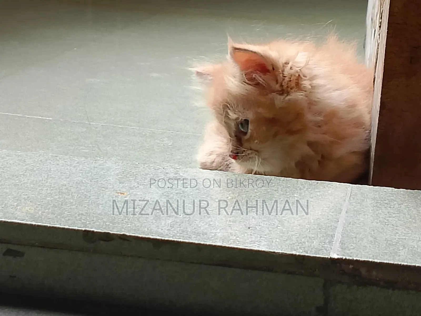 1-3 Months Female Purebred Persian