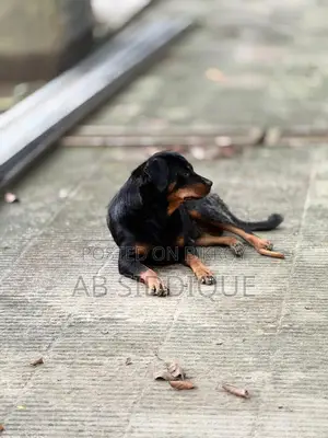 6-12 Months Female Purebred Rottweiler
