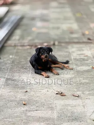 6-12 Months Female Purebred Rottweiler