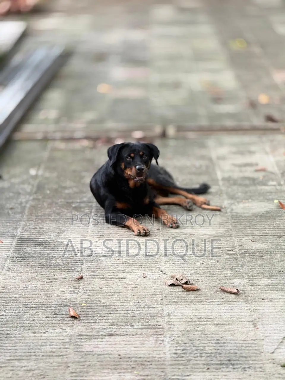 6-12 Months Female Purebred Rottweiler
