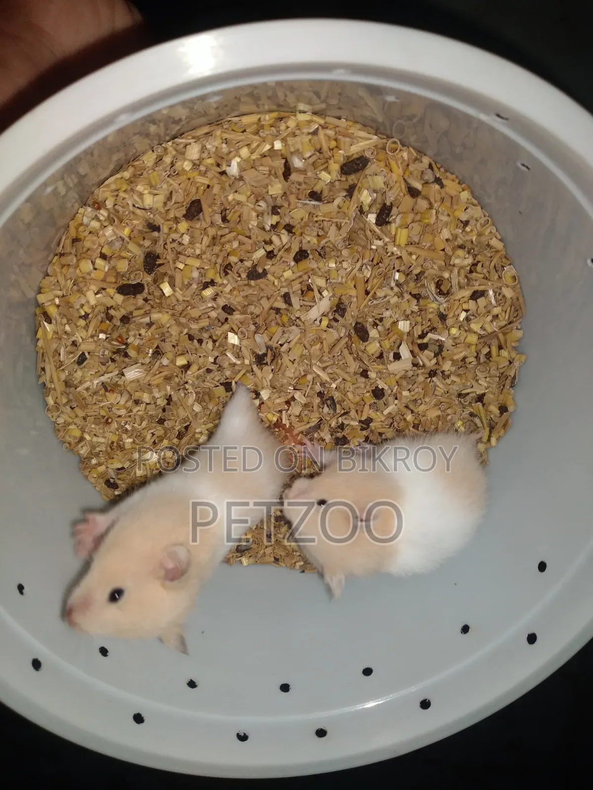 Syrian Hamster Available