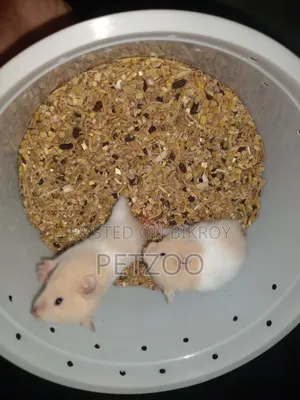Syrian Hamster Available