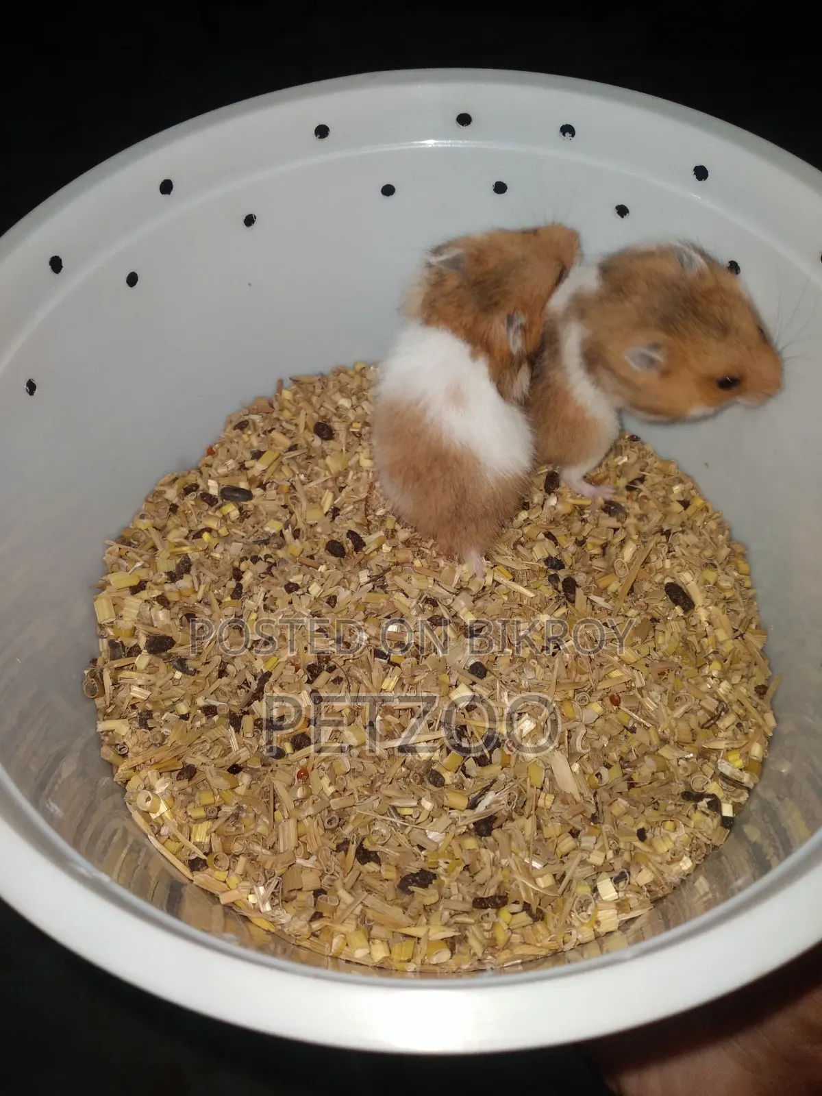 Syrian Hamster Available