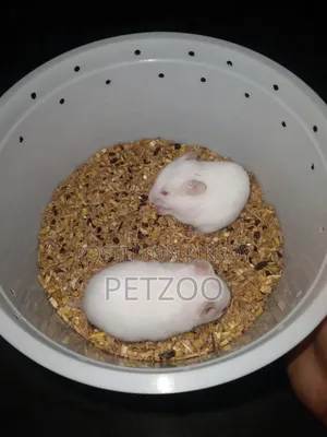 Syrian Hamster Available