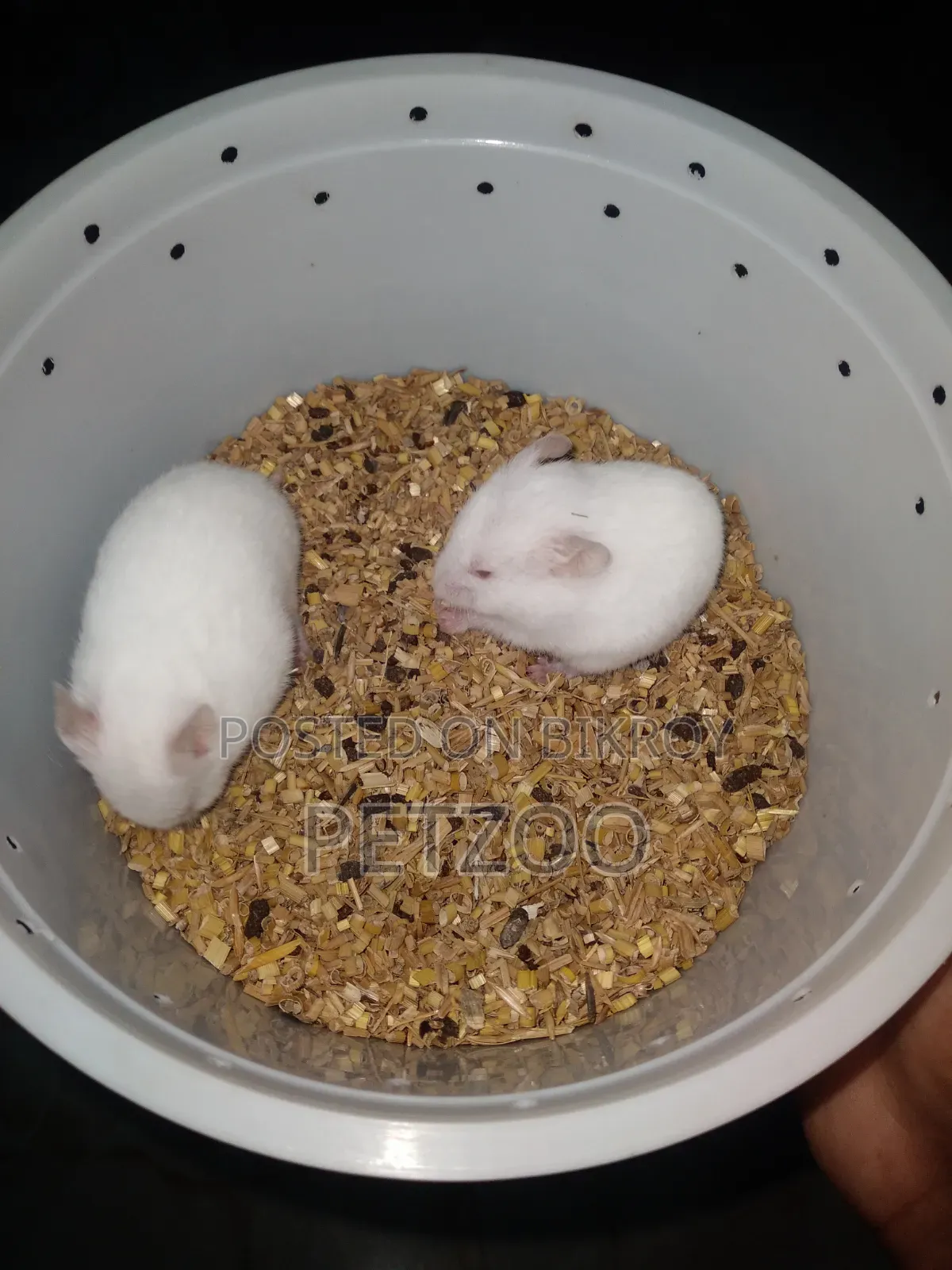 Syrian Hamster Available