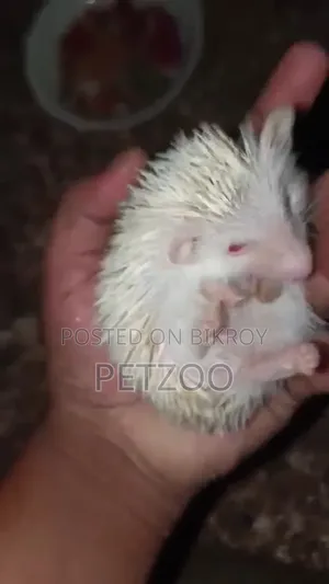 Exotic Pet Hedgehog Baby Available