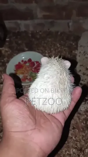 Exotic Pet Hedgehog Baby Available
