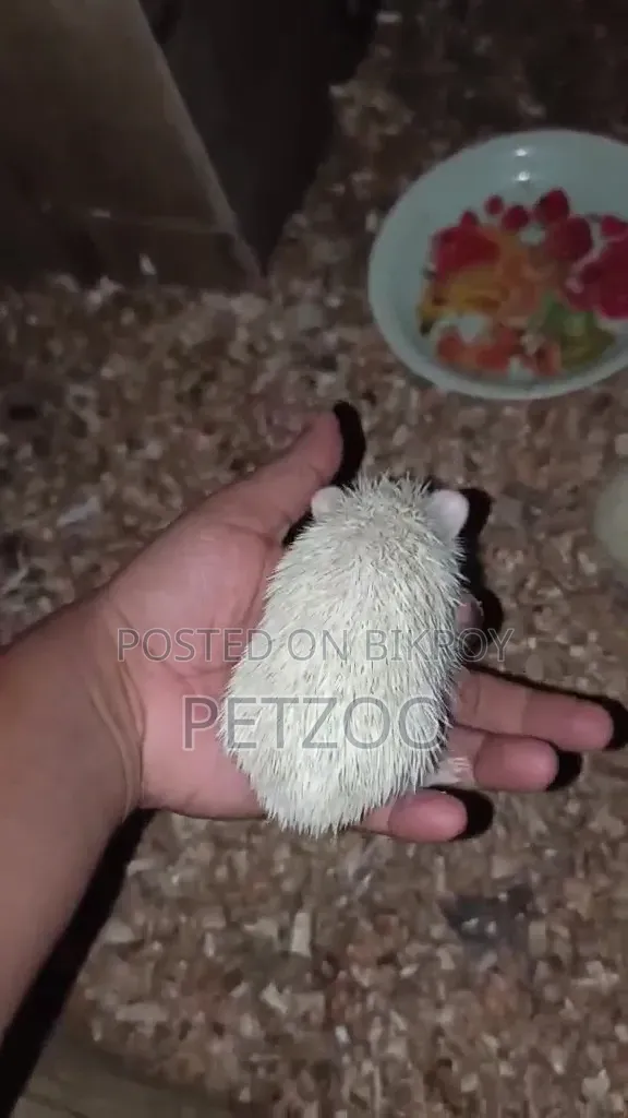 Exotic Pet Hedgehog Baby Available