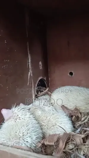 Exotic Pet Hedgehog Baby Available