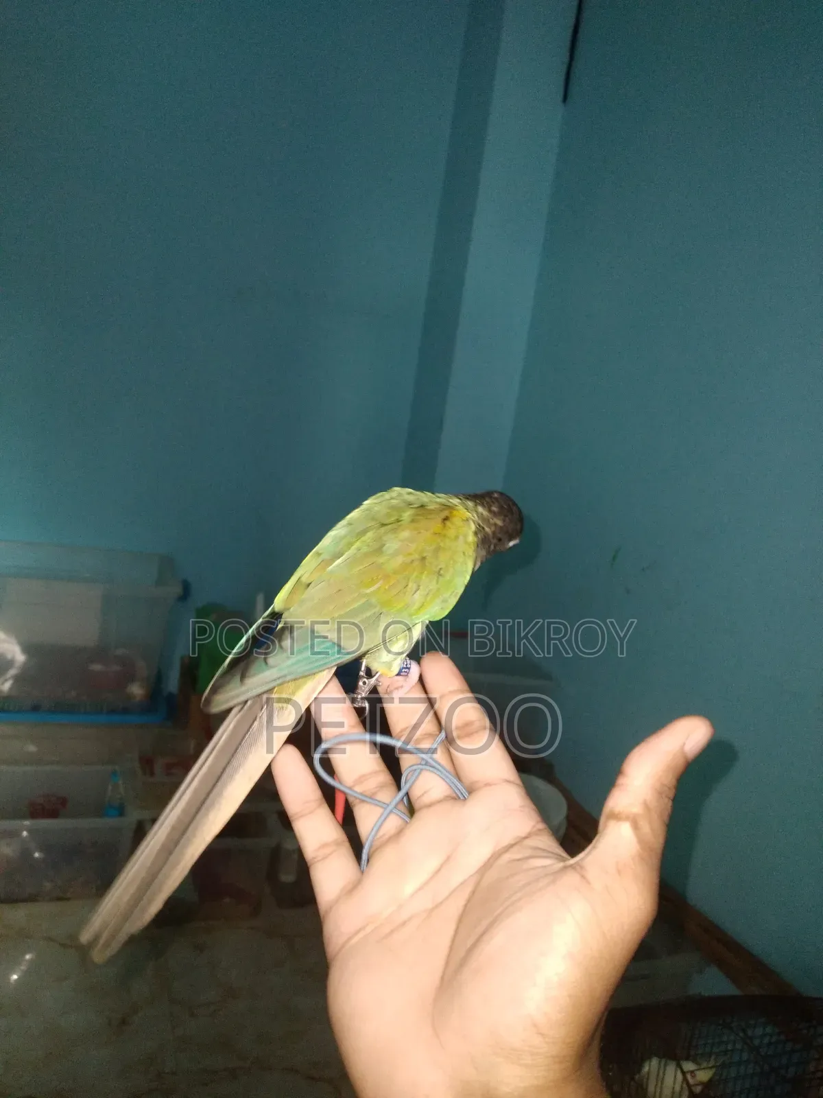 Turquoise Blue Super Tame Conure Available