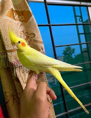 Tame Cockatiel and Lovebird