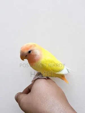 Tame Cockatiel and Lovebird