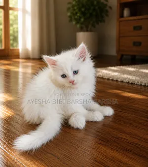 1-3 months Male Purebred Persian