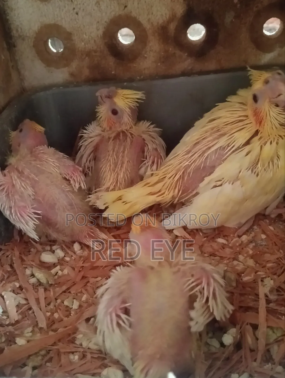 Tame Size Cockatiel Baby