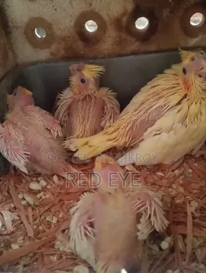 Tame Size Cockatiel Baby