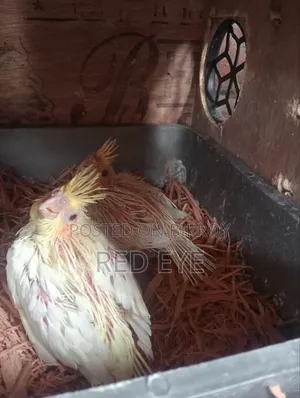 Tame Size Cockatiel Baby
