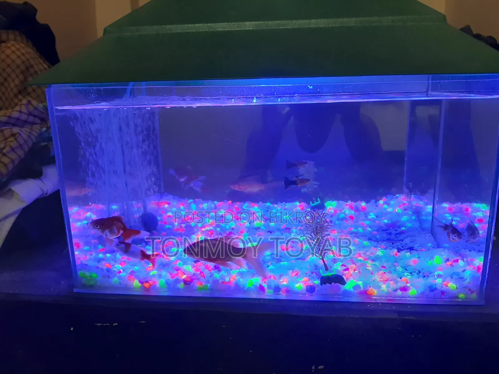 Full Aquarium Setup