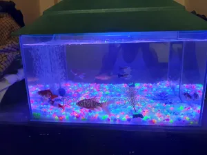 Full Aquarium Setup