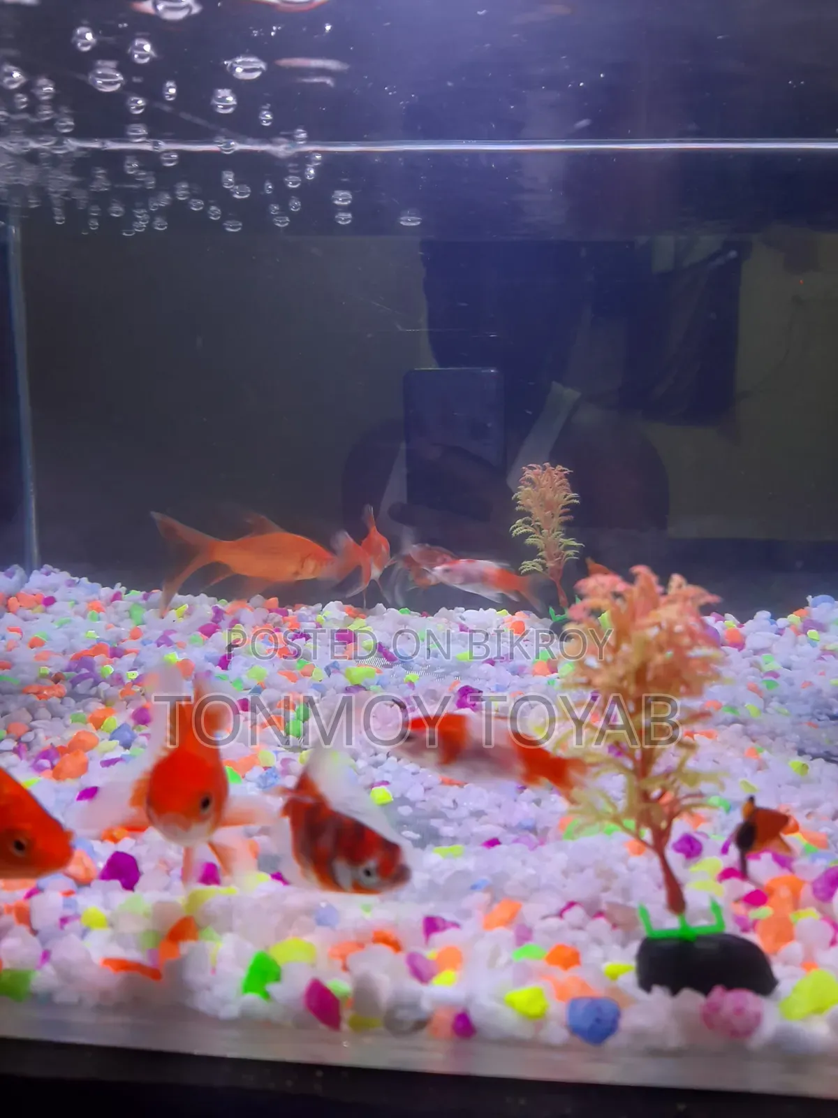 Full Aquarium Setup